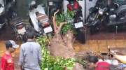 金边一场大雨致大树倒塌，砸中摩托车和汽车！