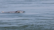 柬埔寨又迎来一头新生海豚！