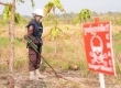 前9个月，柬埔寨地雷爆炸死伤人数有所下降！