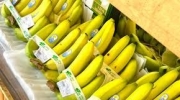 前11月柬埔寨鲜香蕉出口1.63亿美元 同比增长逾17%