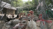 柬埔寨一女童确诊H5N1禽流感