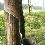 全国各橡胶园迎来割胶时期 今年干橡胶出口将保持增长