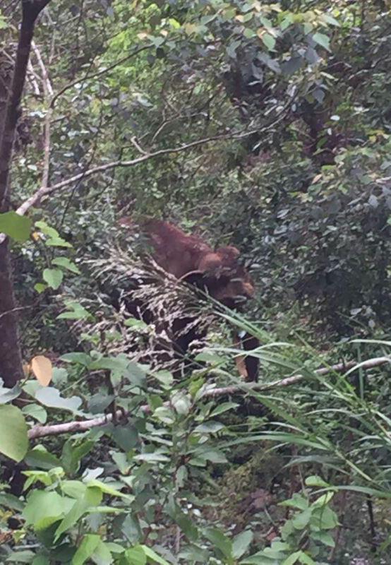 大象踩死象伕后，跑入森林里藏身。