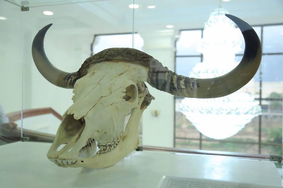 有关野牛于2月在暹粒省遭人猎杀。