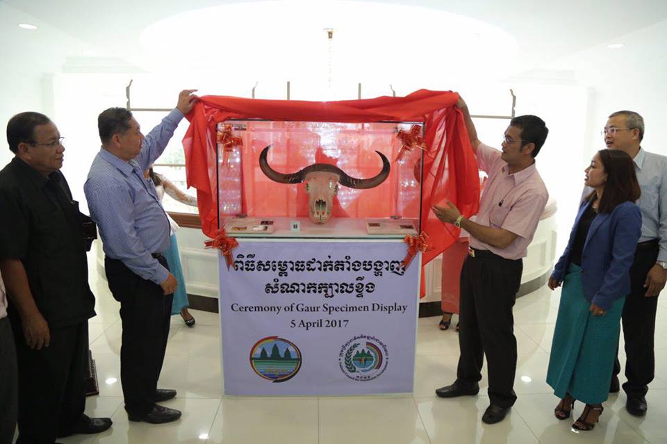 环境部在部门内的生态图书馆展示野牛头骨标本。