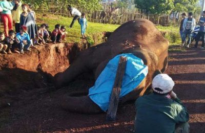 大象发狂踩死象夫后，警方难于阻止，最终开枪打死它。 （柬埔寨星洲日报）