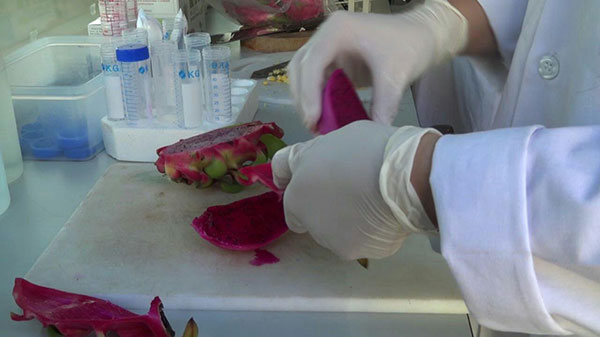货检局官员化验火龙果，证实含有化学成份。 （柬埔寨星洲日报）