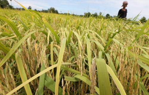 今年1月至3月，柬埔寨出口16万6678吨大米，较去年同期的6万2220吨，增长3%。