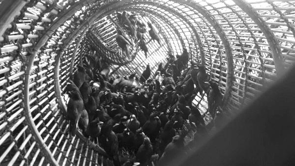 约千只八哥鸟准备出口到越南。