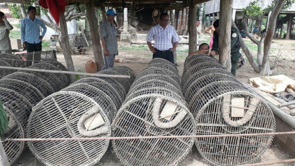 约千只八哥鸟准备出口到越南。