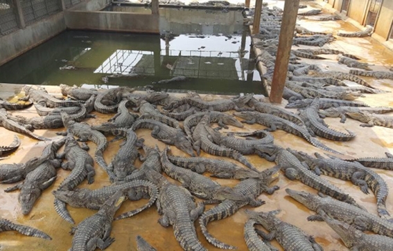 单靠国内市场无法立足，国际渠道越发重要  鳄鱼养殖户们纷纷申请注册CITES公约