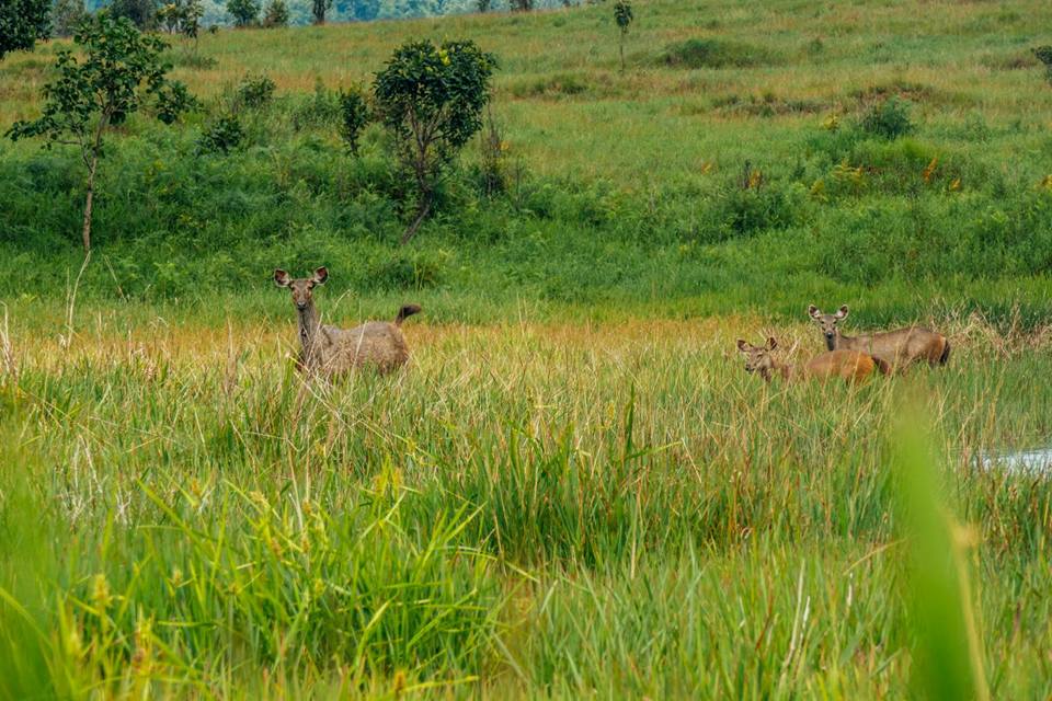 环境部计划增加森林保护区数目，以便更好地保护柬埔寨濒危动物。