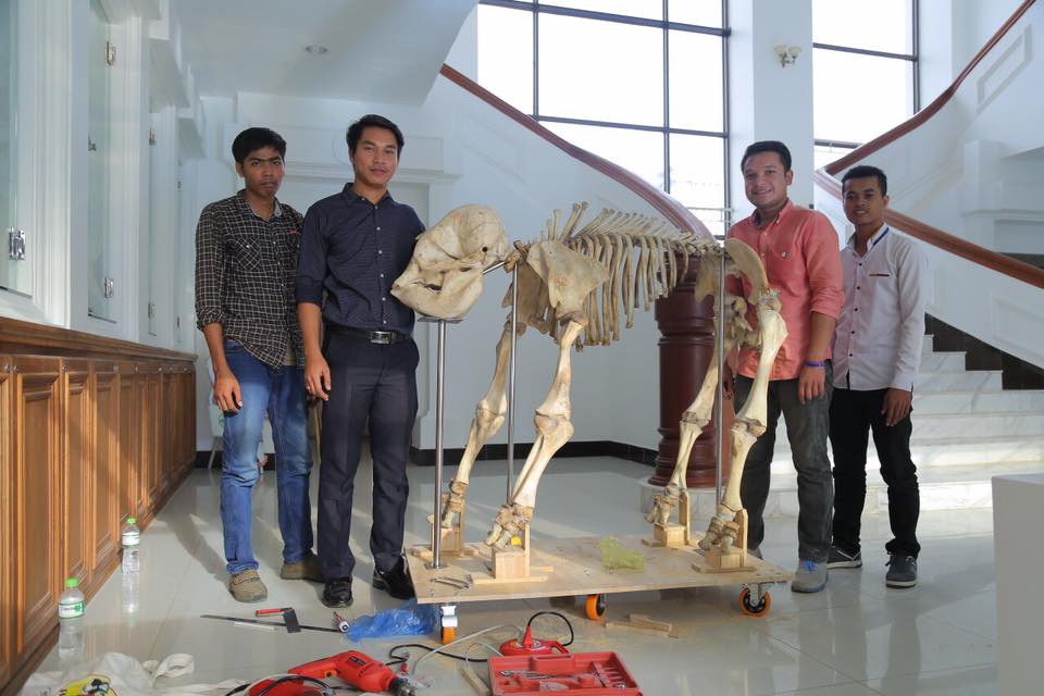 环境部官员制定小象骨头标本，以便公开对外展示。