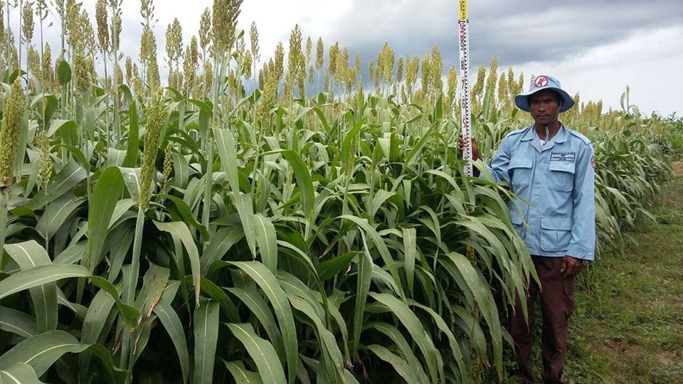 柬埔寨排雷行动中心（CMAC）宣布正式开展高梁种植项目。