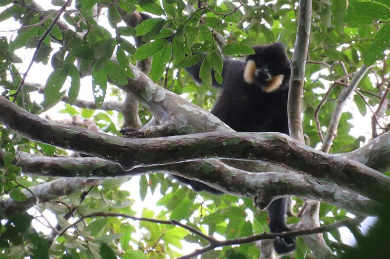 可爱美丽的柬埔寨长臂猿。 （图：柬埔寨星洲日报）