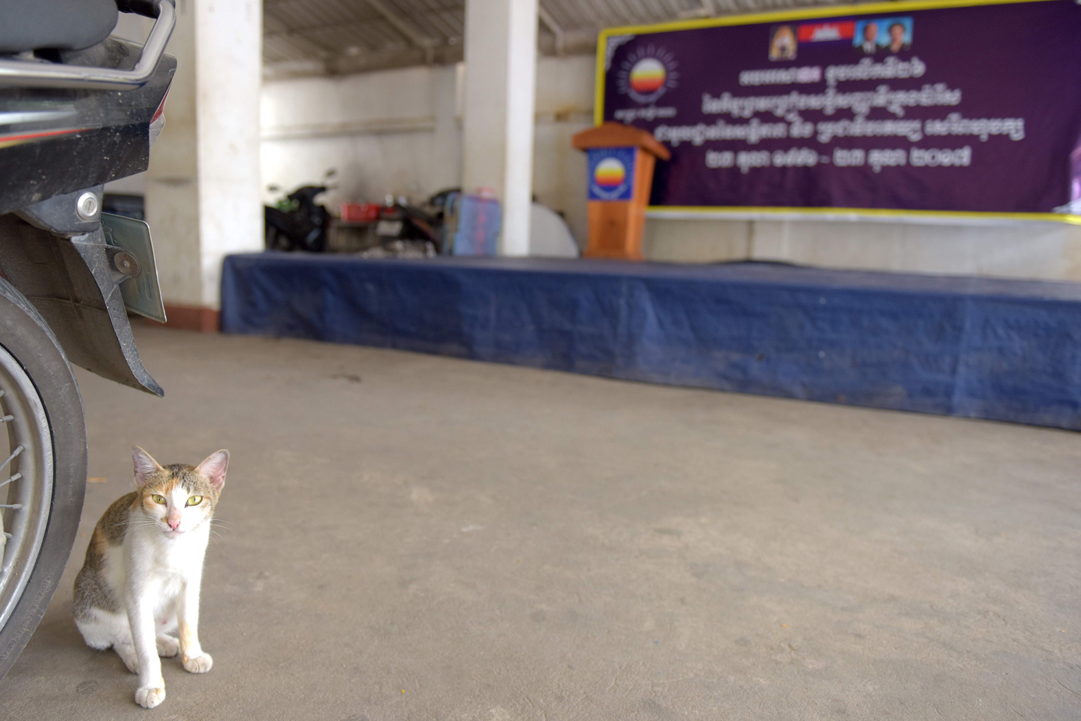 党总部毫无人踪，但可看到一只猫。 （图：柬埔寨星洲日报）