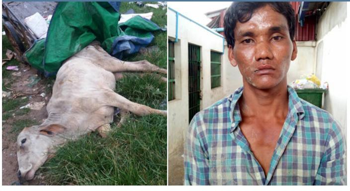 偷牛贼被警方逮捕。 （图：柬埔寨星洲日报）