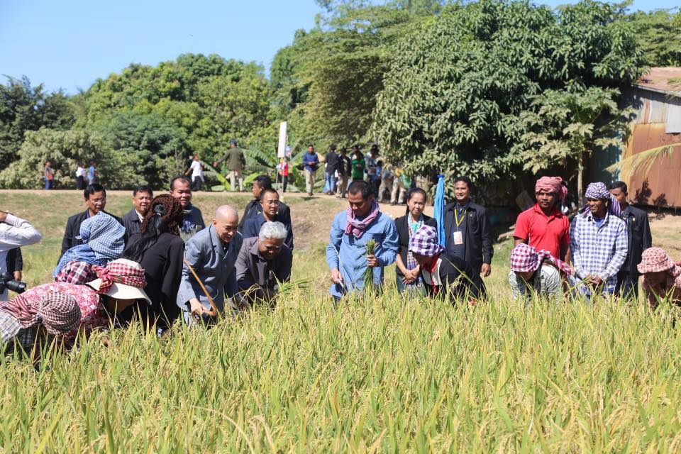 国王在波罗勉省和农民一起割稻。 （图：柬埔寨星洲日报）