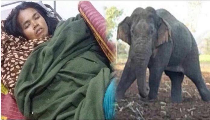 野象踩伤一名妇女。 （图：柬埔寨星洲日报）