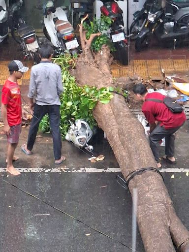 金边一场大雨致大树倒塌，砸中摩托车和汽车！
