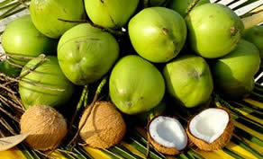 many-coconut.jpg